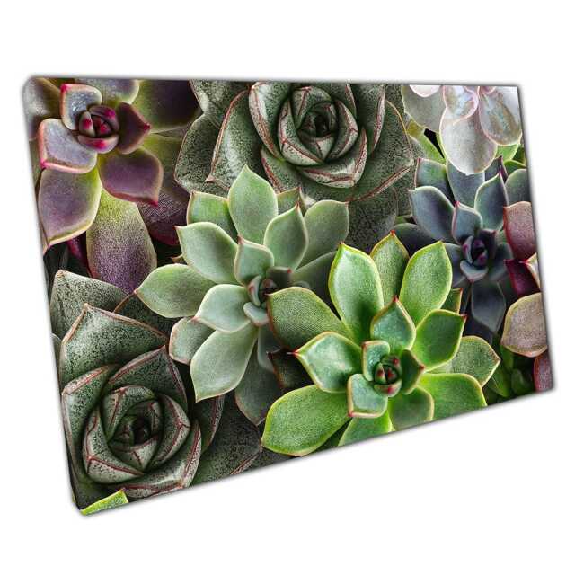 Succulent Plants Wall Art Natural Green & Purple Canvas Print For Home & Office Decor - image 1