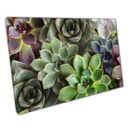 Succulent Plants Wall Art Natural Green & Purple Canvas Print For Home & Office Decor - thumbnail 1