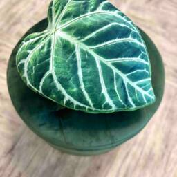 Anthurium Leaf Pillow, Plant Lover Gift, Realistic Home Decor - thumbnail 3