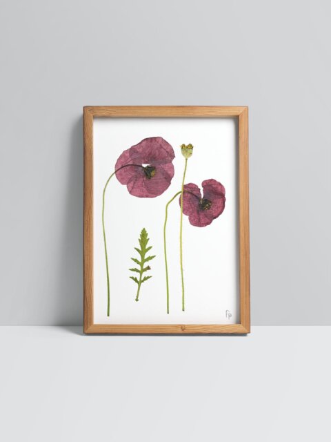 Papaver Rhoeas/Field Poppy Fine Art Prints - image 1