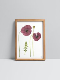Papaver Rhoeas/Field Poppy Fine Art Prints - thumbnail 1