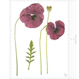 Papaver Rhoeas/Field Poppy Fine Art Prints - thumbnail 2