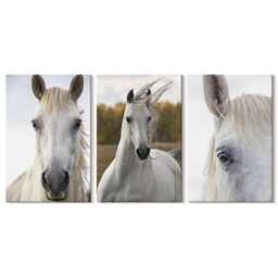 Canvas Art Set Of 3 - White Horses in Various Poses Against A Natural Background, Photo Print, Animals Wall Decor - thumbnail 3