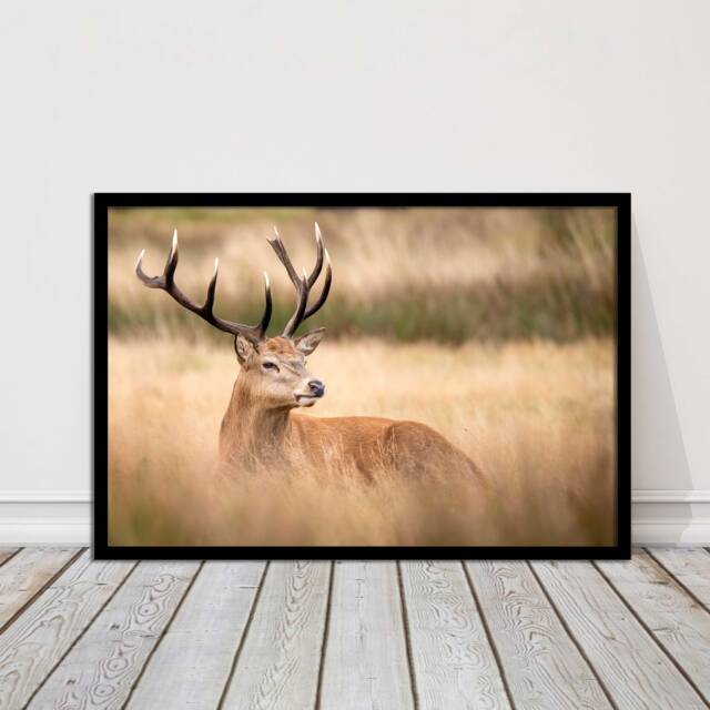stag Countryside Framed Art - Rustic Deer Wall Print, UK Nature Decor - image 1