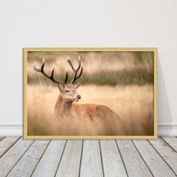 stag Countryside Framed Art - Rustic Deer Wall Print, UK Nature Decor - thumbnail 3