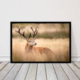 stag Countryside Framed Art - Rustic Deer Wall Print, UK Nature Decor