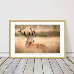 stag Countryside Framed Art - Rustic Deer Wall Print, UK Nature Decor - thumbnail 2