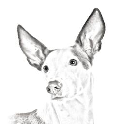 Ibizan Hound - Wooden Stand For Candles/Pens With The Image Of A Dog New Collection - thumbnail 2