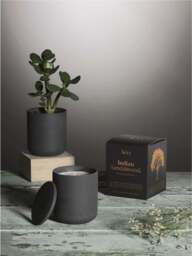 Aery Living Indian Sandalwood Fernweh Candles - thumbnail 5