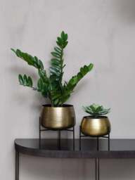 Libra Interiors Clyde Brass Planters On Stands Set Of Two in Black, Wood/Metal, Size One - thumbnail 2