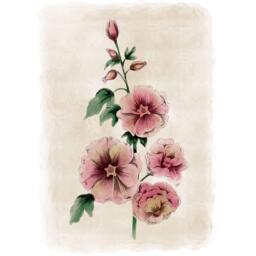 Laura Ashley Hollyhocks Flower Print in a Black Frame - thumbnail 3