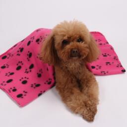 Waggy Tails Fleece Blanket - thumbnail 2