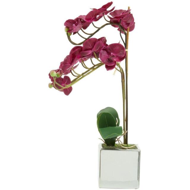 Fiori Aubergine Orchid Plant - image 1