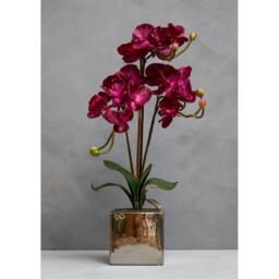 Fiori Aubergine Orchid Plant - thumbnail 4