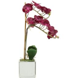 Fiori Aubergine Orchid Plant - thumbnail 5