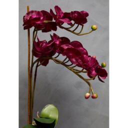 Fiori Aubergine Orchid Plant - thumbnail 3