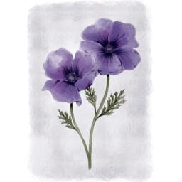 Laura Ashley Anemone Floral Print in a Black Frame - thumbnail 3