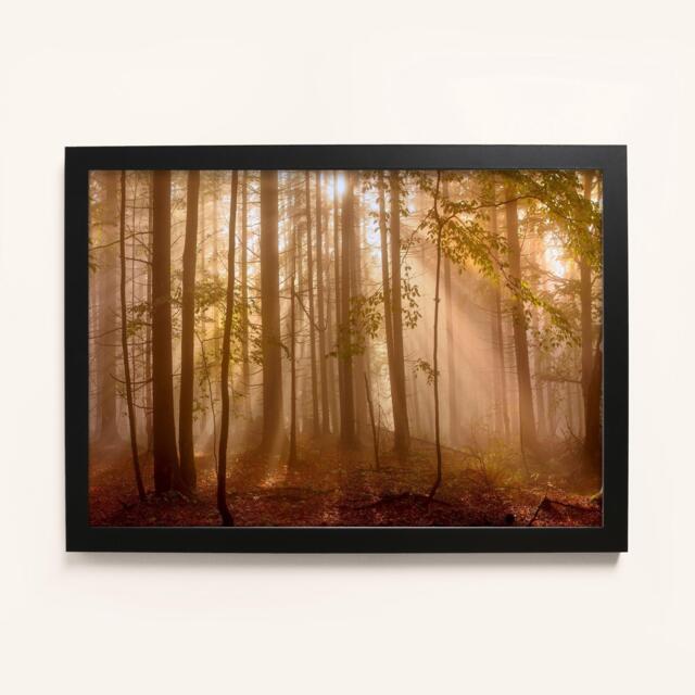 Laura Ashley Sunlit Trees Print in a Black Frame - image 1