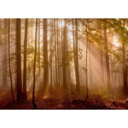 Laura Ashley Sunlit Trees Print in a Black Frame - thumbnail 3