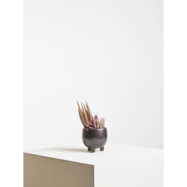 Fiori Mixed Succulents In Ceramic Pot - image 1