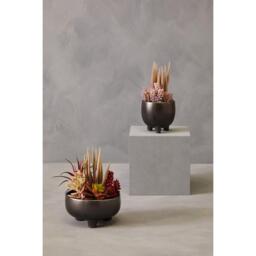 Fiori Mixed Succulents In Ceramic Pot - thumbnail 4