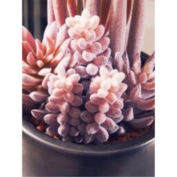 Fiori Mixed Succulents In Ceramic Pot - thumbnail 3