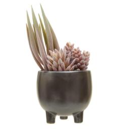 Fiori Mixed Succulents In Ceramic Pot - thumbnail 2