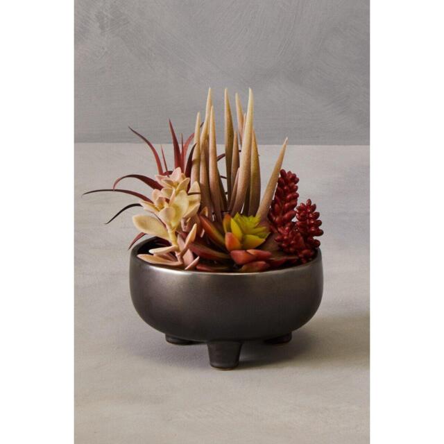 Fiori Mixed Succulents In Grey Ceramic Pot - image 1