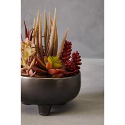 Fiori Mixed Succulents In Grey Ceramic Pot - thumbnail 4