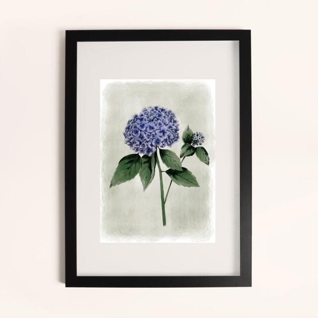 Laura Ashley Hydrangea Flower Print in a Black Frame - image 1