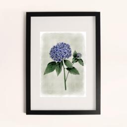 Laura Ashley Hydrangea Flower Print in a Black Frame - thumbnail 1