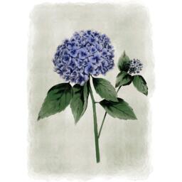 Laura Ashley Hydrangea Flower Print in a Black Frame - thumbnail 3