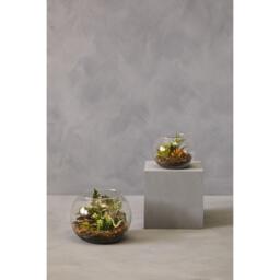 Fiori Large Glass Pot Mixed Succulent - thumbnail 4