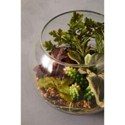 Fiori Large Glass Pot Mixed Succulent - thumbnail 5