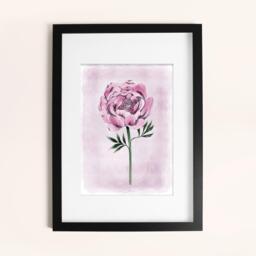 Laura Ashley Peony Floral Print in a Black Frame