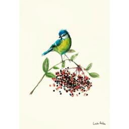 Laura Ashley Blue Tit Bird Print in a Wood Frame - thumbnail 3