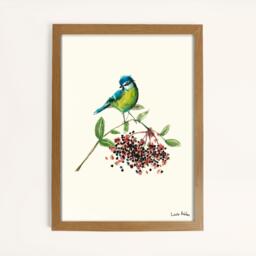 Laura Ashley Blue Tit Bird Print in a Wood Frame - thumbnail 1