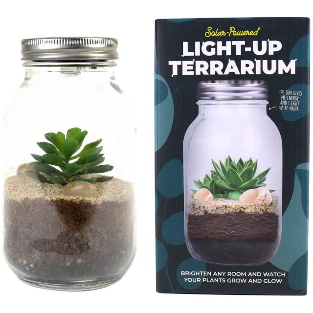 Gift Republic Light Up Terrarium - image 1