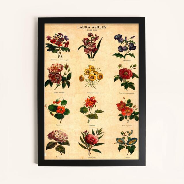 Laura Ashley Botanical Flowers Print in a Black Frame - image 1