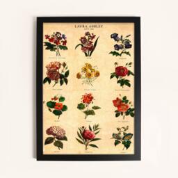Laura Ashley Botanical Flowers Print in a Black Frame - thumbnail 1