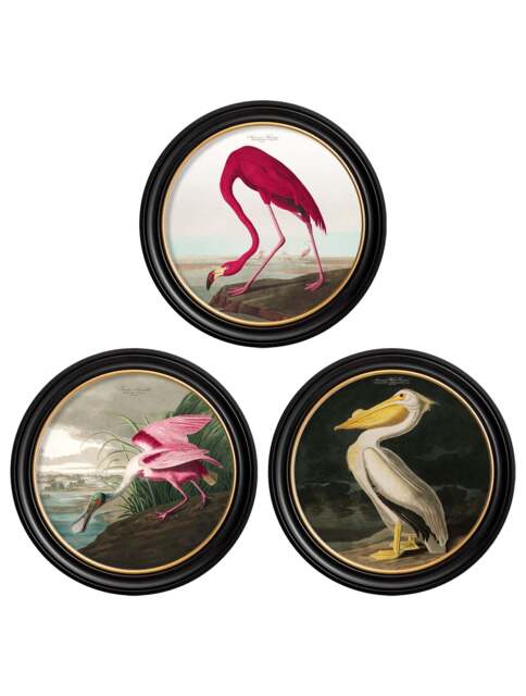 c.1838 Audubon's Birds of America in Round Frames - 120 x 120cm / Oxford Round / Collection of 3 - image 1