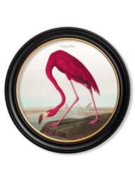 c.1838 Audubon's Birds of America in Round Frames - 120 x 120cm / Oxford Round / Collection of 3 - thumbnail 2