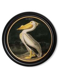 c.1838 Audubon's Birds of America in Round Frames - 120 x 120cm / Oxford Round / Collection of 3 - thumbnail 3
