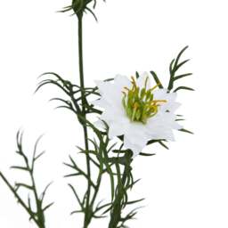 The Natural Garden Collection White Nigella Love In A Mist - thumbnail 3