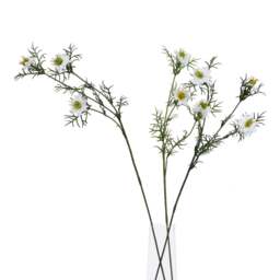 The Natural Garden Collection White Nigella Love In A Mist - thumbnail 4