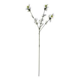 The Natural Garden Collection White Nigella Love In A Mist - thumbnail 2