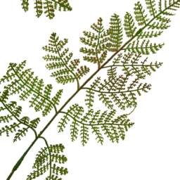 The Natural Garden Collection Large Bracken Fern Spray - thumbnail 3