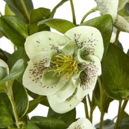 Green Hellebore Plant In Taupe Pot - thumbnail 2