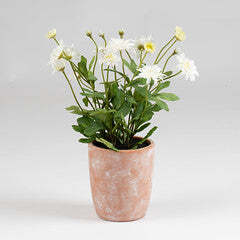 35Cm Classic Daisy In Terracotta Pot - thumbnail 3