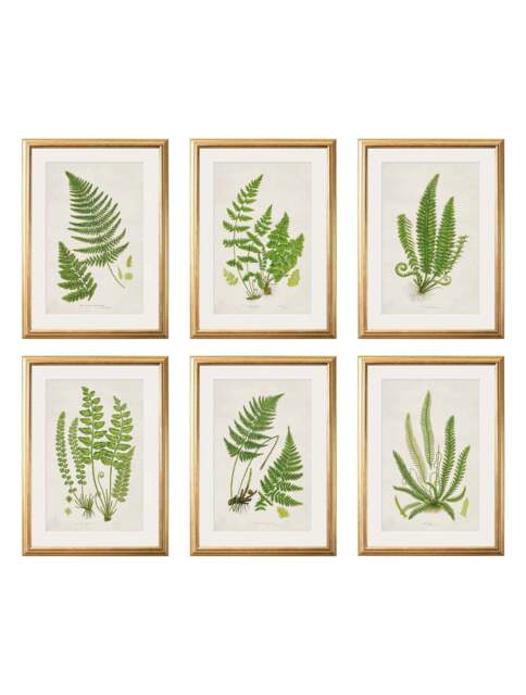 Collection of 6 Ferns - image 1